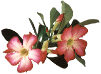 Desert Rose / Wstenrose